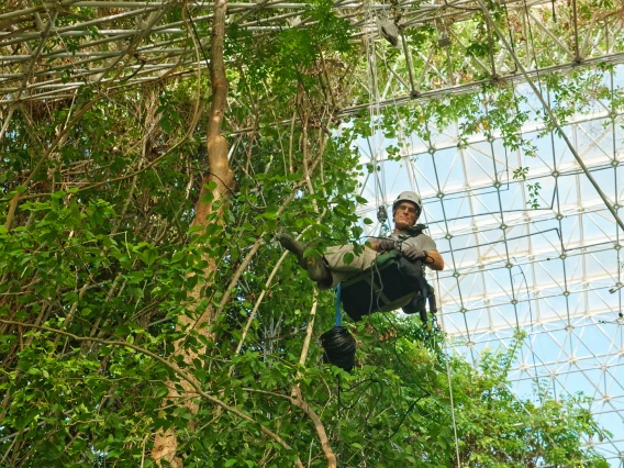 A researcher in safety gear is suspended midair by climbing ropes inside a large greenhouse structure. Surrounded by dense foliage, the individual is conducting canopy-level work beneath a geometric glass-and-metal dome