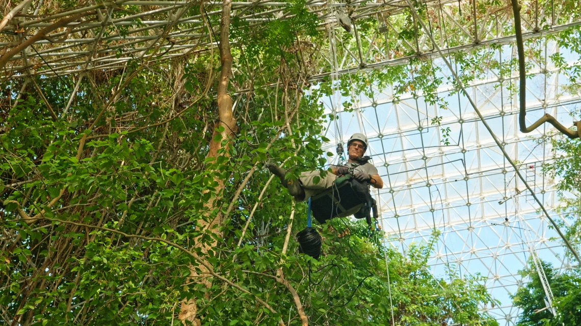 A researcher in safety gear is suspended midair by climbing ropes inside a large greenhouse structure. Surrounded by dense foliage, the individual is conducting canopy-level work beneath a geometric glass-and-metal dome
