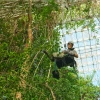A researcher in safety gear is suspended midair by climbing ropes inside a large greenhouse structure. Surrounded by dense foliage, the individual is conducting canopy-level work beneath a geometric glass-and-metal dome